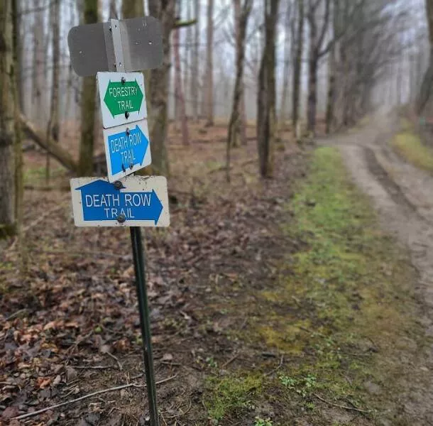 Choses effrayantes trouvees au fond des bois - #17 Seul un jour de brouillard dans une forêt plantée par des patients d’asile