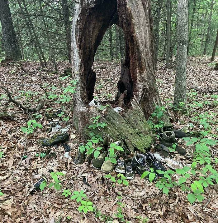 Choses effrayantes trouvees au fond des bois - #18 Arbre avec un trou entouré de vieilles chaussures, trouvé dans une forêt de Pennsylvanie