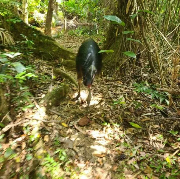 Choses effrayantes trouvees au fond des bois - #2 Poursuivi pendant 15 minutes par un casoar du sud sur un sentier de forêt tropicale