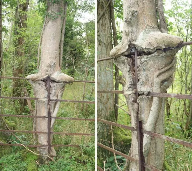 Creepy discoveries found deep in the woods
