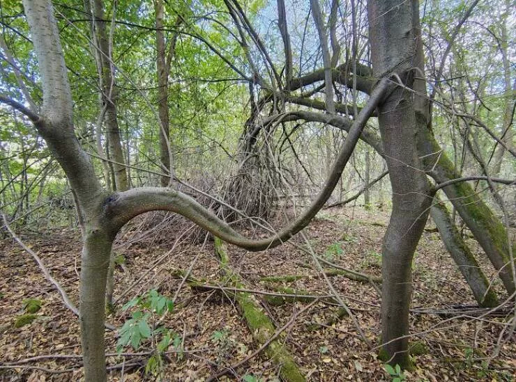 Creepy discoveries found deep in the woods - #38 Two Trees Growing Together Randomly Found in the Forest
