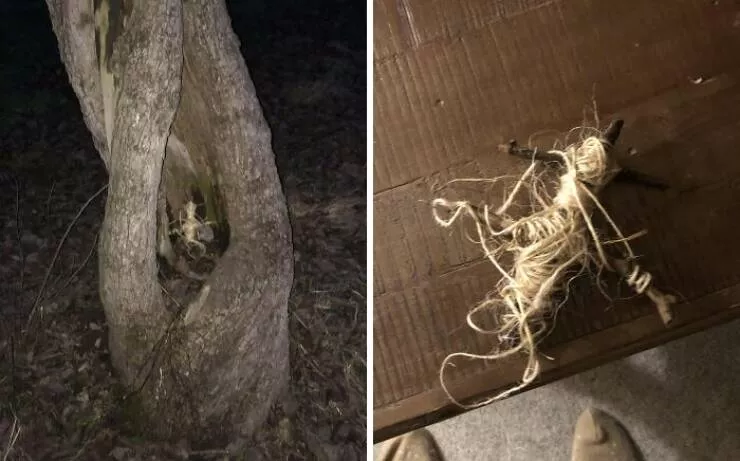 Choses effrayantes trouvees au fond des bois - #4 Quelque chose d’inhabituel trouvé dans un arbre lors de ma randonnée de retour