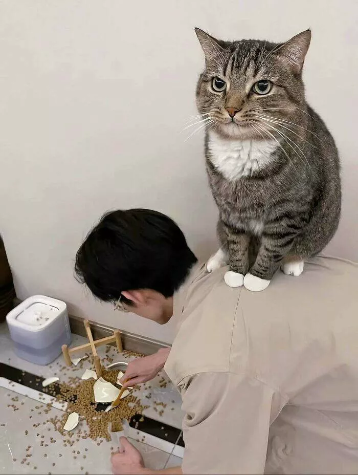 Whiskers chaos and cuteness - #1 