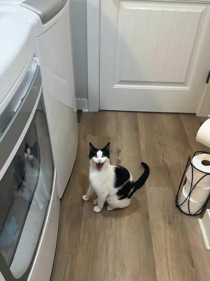 Chaos moustaches et mignonnerie - #10 
