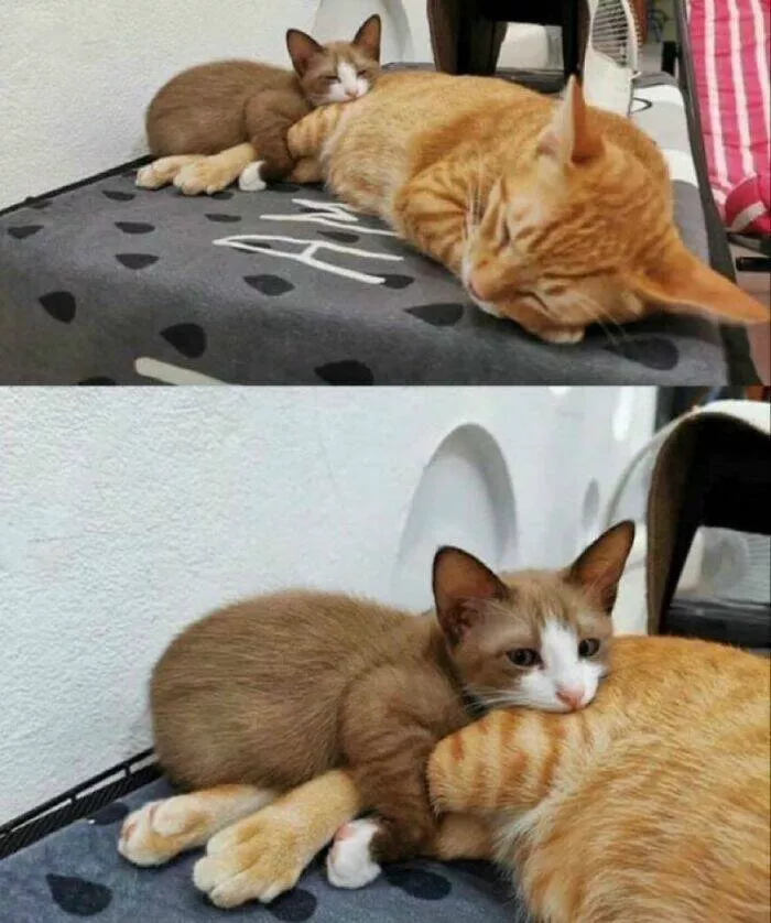 Whiskers chaos and cuteness - #11 