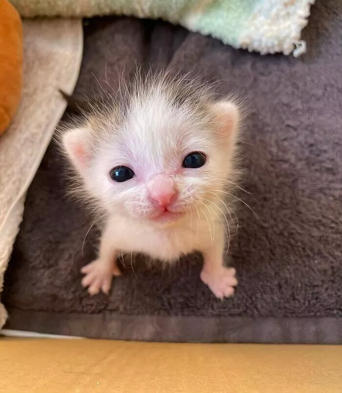 Whiskers chaos and cuteness - #12 