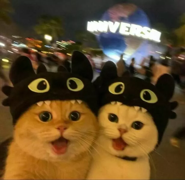Chaos moustaches et mignonnerie - #14 