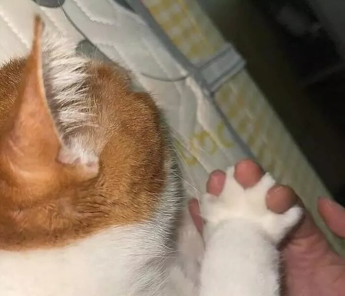 Whiskers chaos and cuteness - #15 