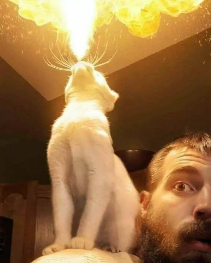 Whiskers chaos and cuteness - #16 