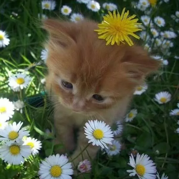 Whiskers chaos and cuteness - #18 
