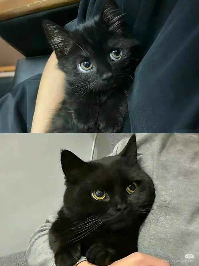 Whiskers chaos and cuteness - #19 