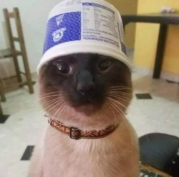 Whiskers chaos and cuteness - #20 