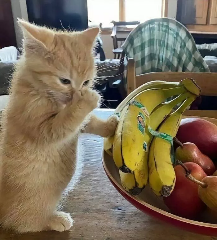 Whiskers chaos and cuteness - #21 