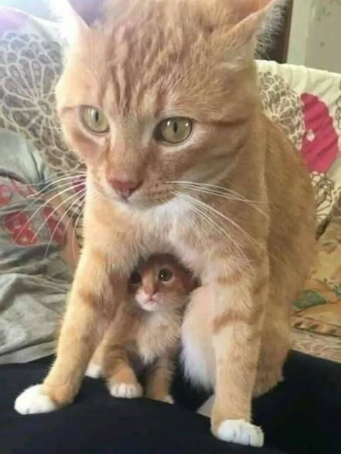 Whiskers chaos and cuteness - #23 