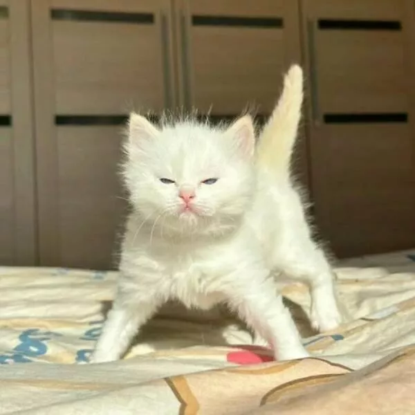 Whiskers chaos and cuteness - #24 