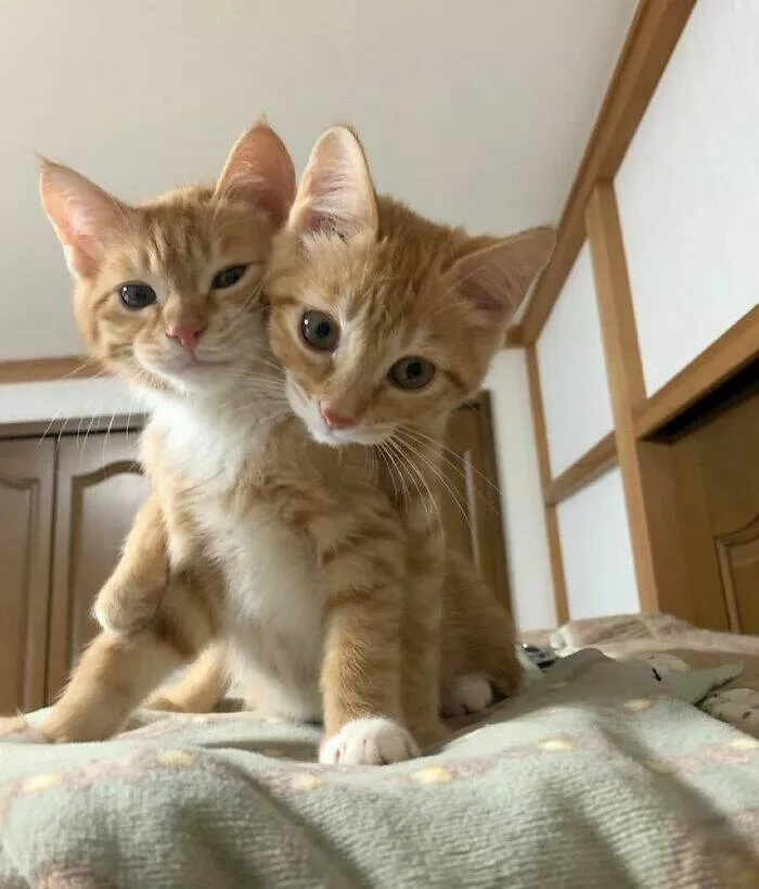 Whiskers chaos and cuteness - #25 
