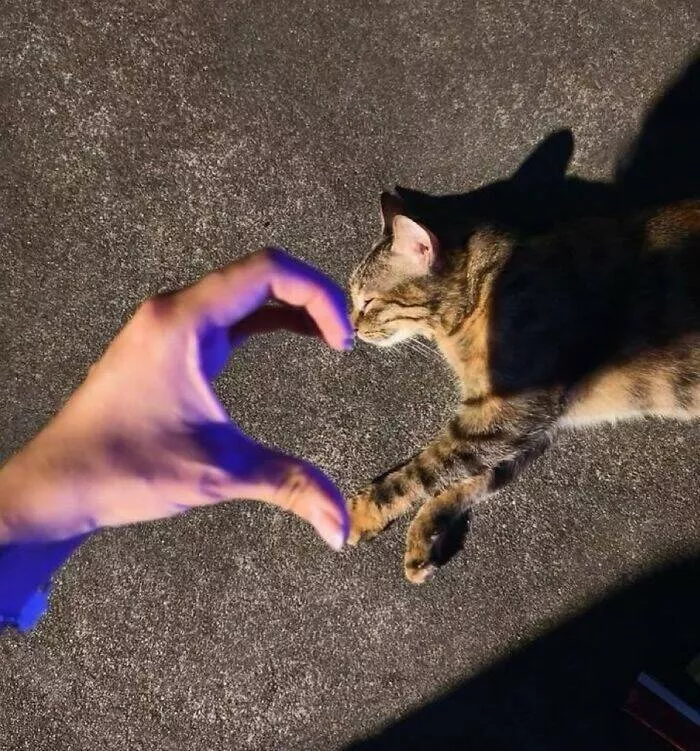 Whiskers chaos and cuteness - #26 