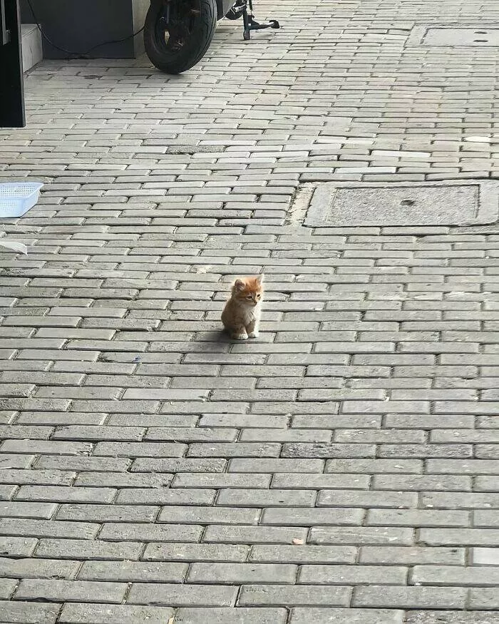 Whiskers chaos and cuteness - #29 