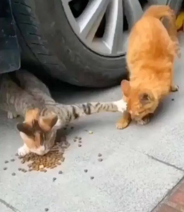 Whiskers chaos and cuteness - #3 