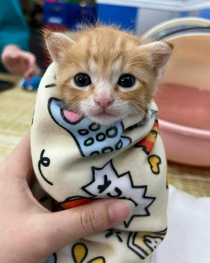 Whiskers chaos and cuteness - #30 