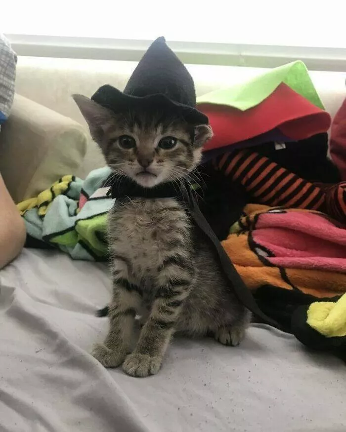 Whiskers chaos and cuteness - #31 
