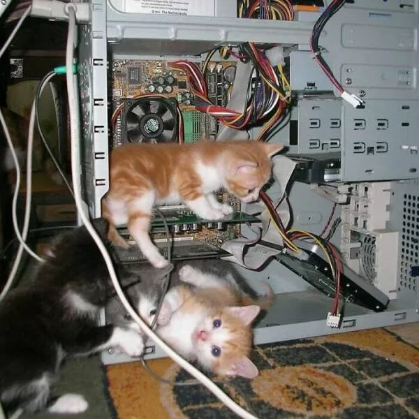 Whiskers chaos and cuteness - #32 