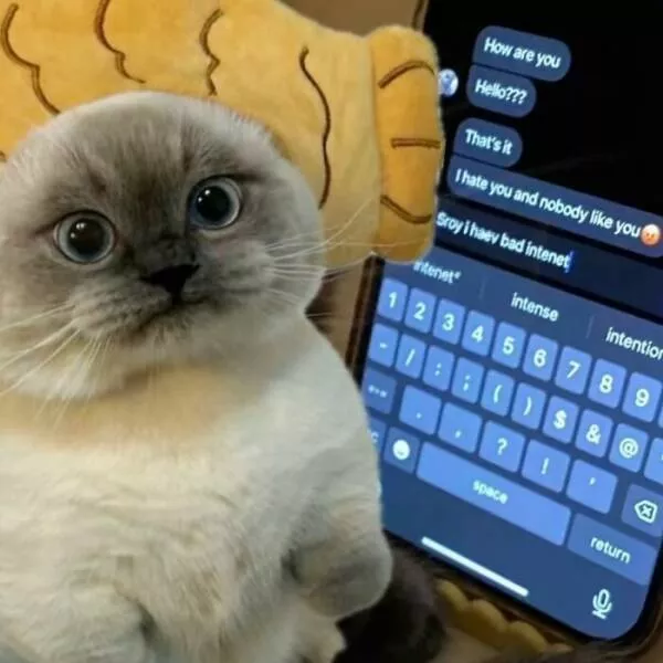 Whiskers chaos and cuteness - #33 