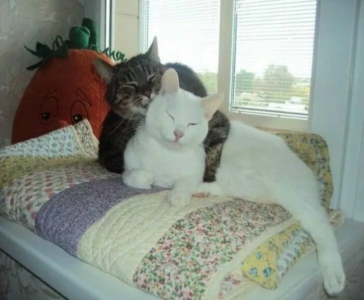 Whiskers chaos and cuteness - #34 
