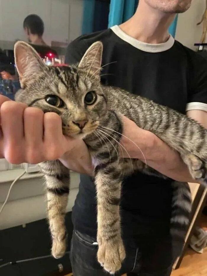 Whiskers chaos and cuteness - #35 