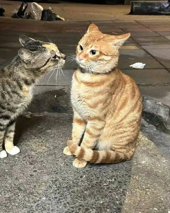 Whiskers chaos and cuteness - #37 