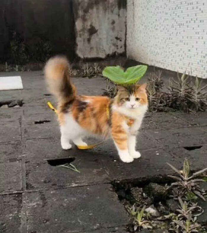 Whiskers chaos and cuteness - #38 