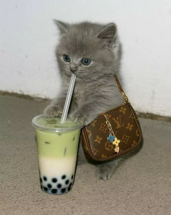 Whiskers chaos and cuteness - #39 