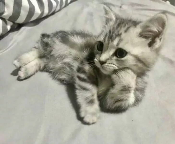 Whiskers chaos and cuteness - #4 