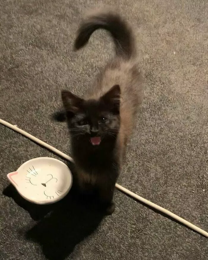 Whiskers chaos and cuteness - #40 