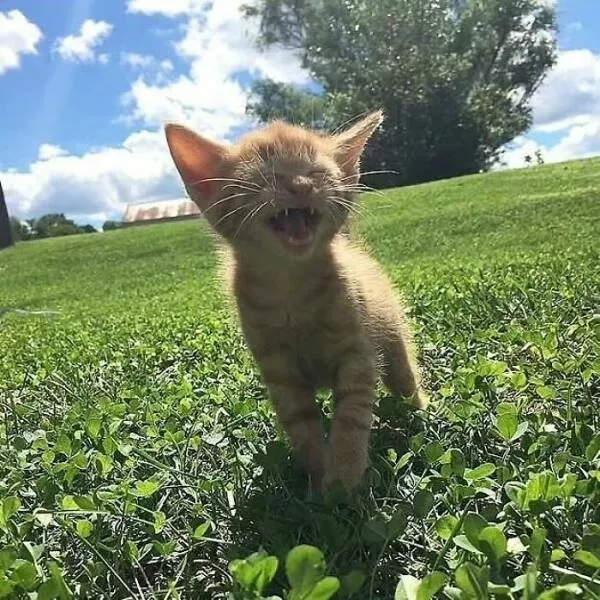 Whiskers chaos and cuteness