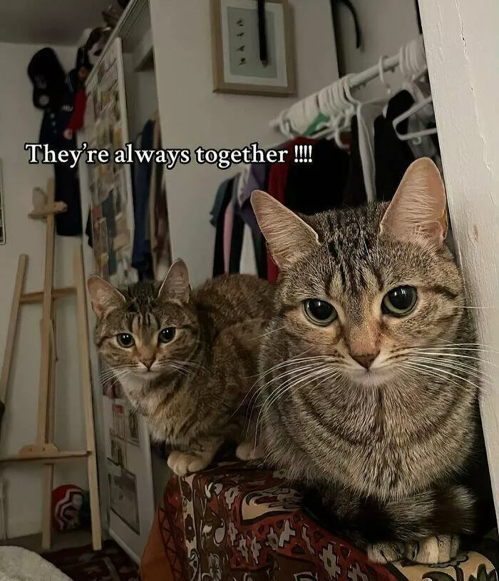Whiskers chaos and cuteness - #42 