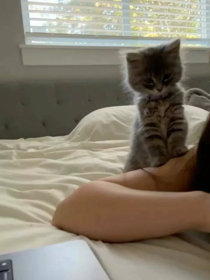 Whiskers chaos and cuteness - #43 