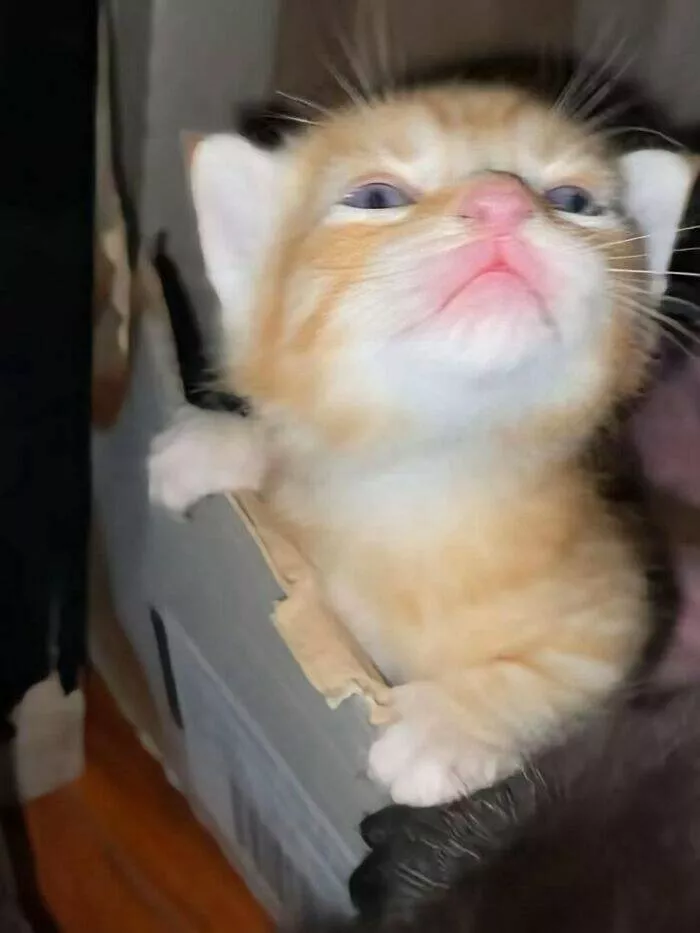 Whiskers chaos and cuteness - #44 