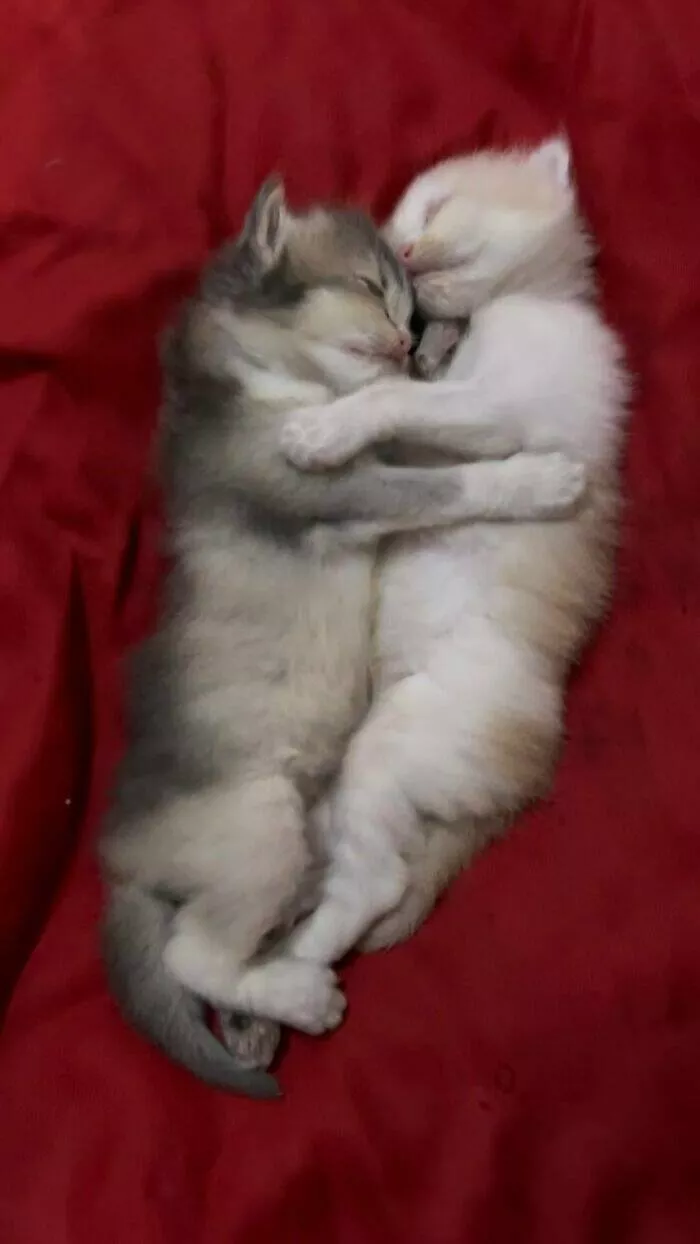 Whiskers chaos and cuteness - #45 