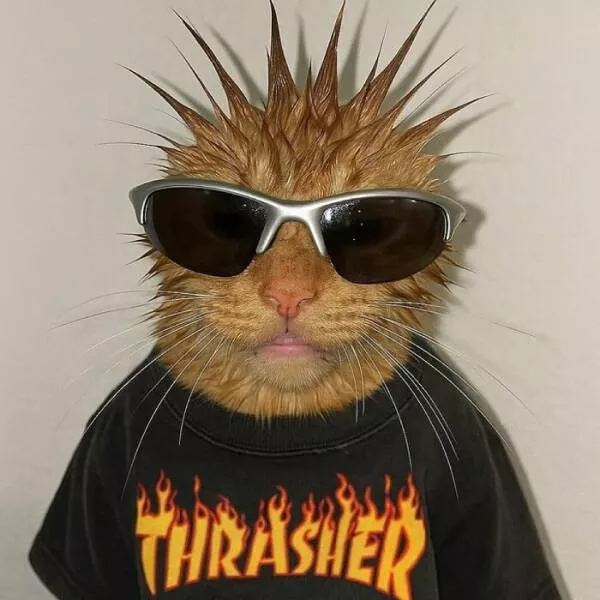Whiskers chaos and cuteness - #46 