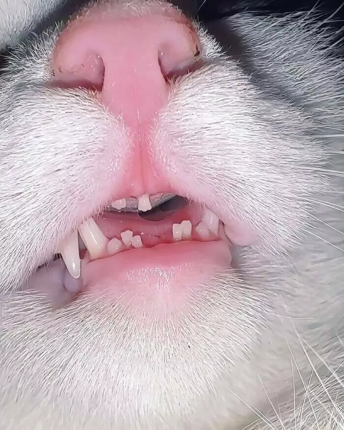 Whiskers chaos and cuteness - #48 