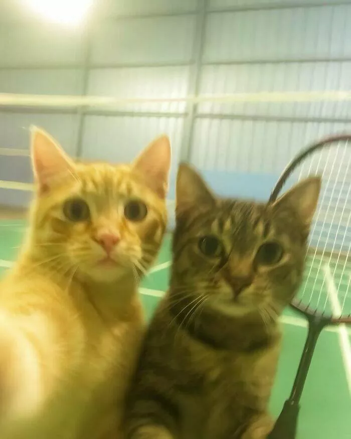 Whiskers chaos and cuteness - #49 