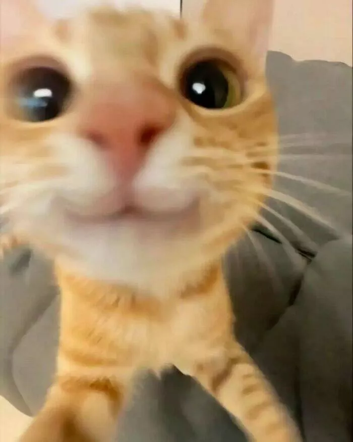 Whiskers chaos and cuteness - #5 