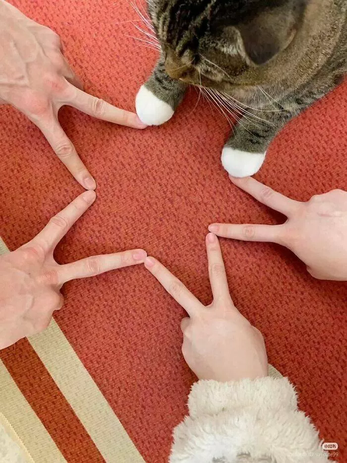 Whiskers chaos and cuteness - #6 