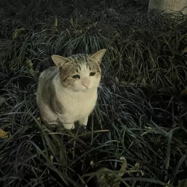 Whiskers chaos and cuteness - #7 