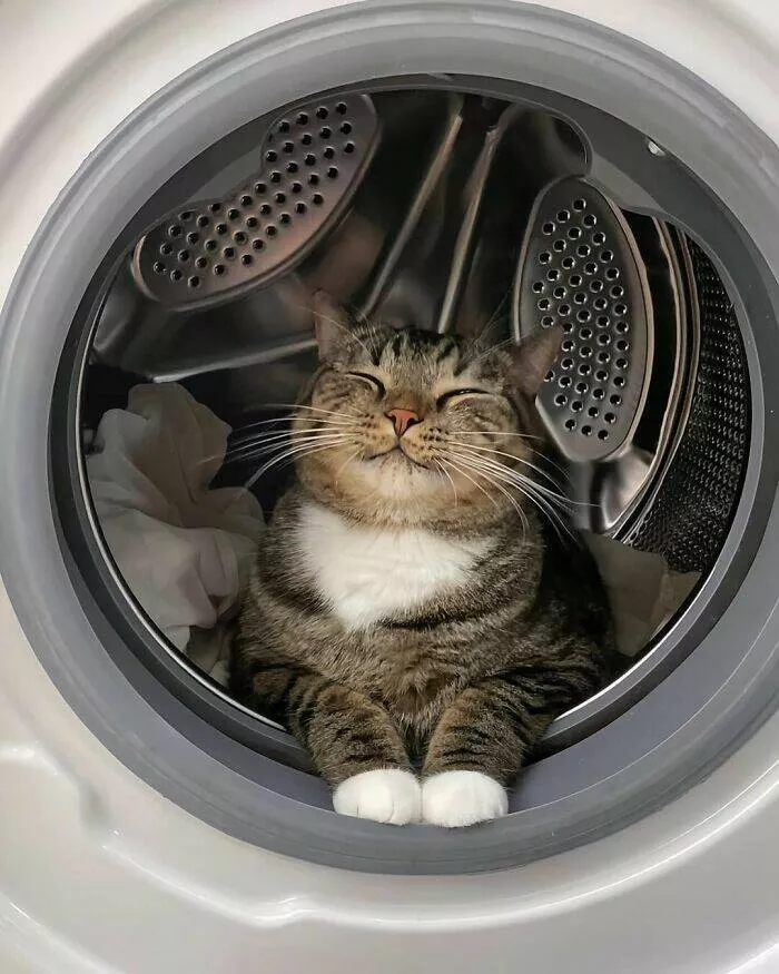 Whiskers chaos and cuteness - #8 