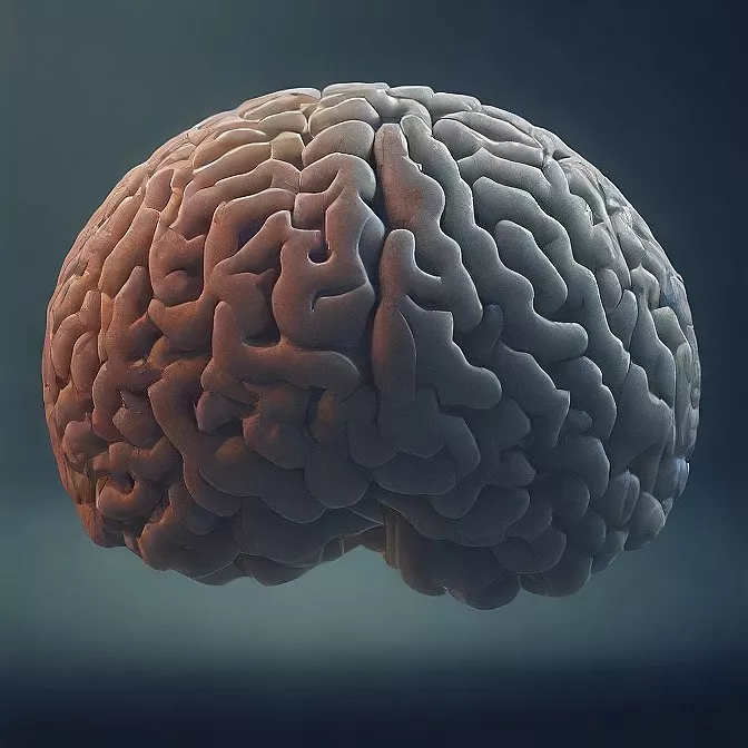 The mysteries of the human brain unveiled