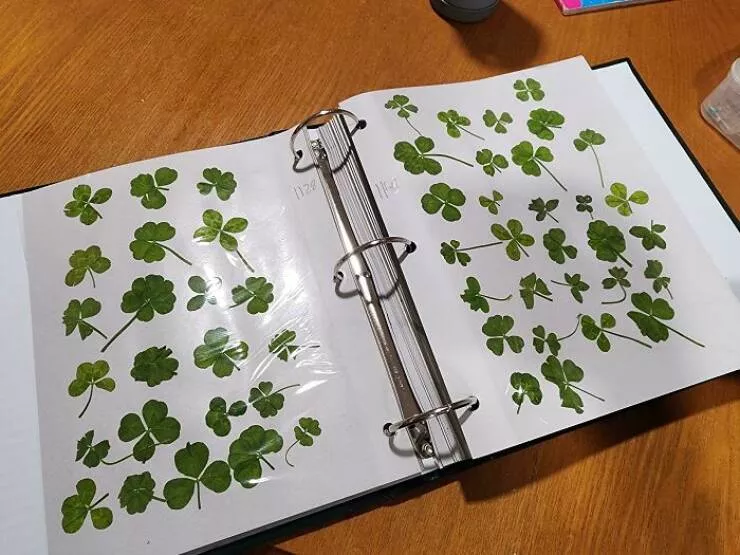 Against all odds stories of incredible fortune - #23 My 9-year-old nephew has found over 1500 lucky four-leaf clovers and keeps them in a big binder