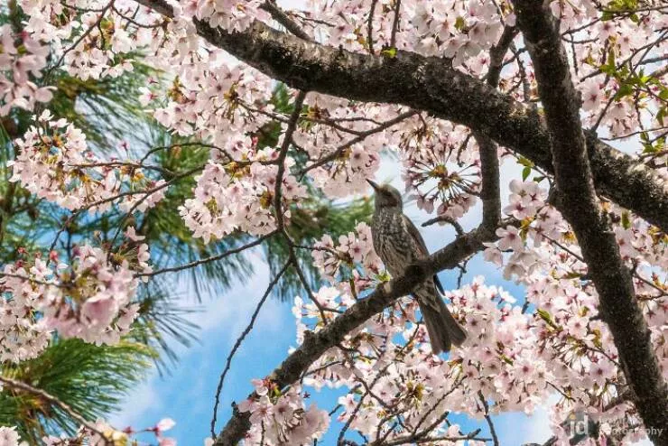 Against all odds stories of incredible fortune - #32 Caught a lucky shot of a bird surrounded by sakura blossoms