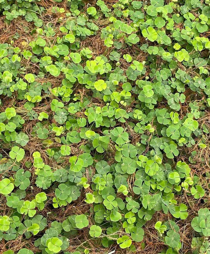 Against all odds stories of incredible fortune - #42 Found a bed of four-leaf clovers